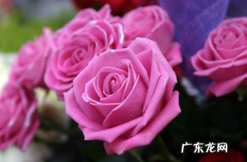 玫瑰的名字电影图片 玫瑰的名字若为爱为何凋零成花海什么歌什么意思