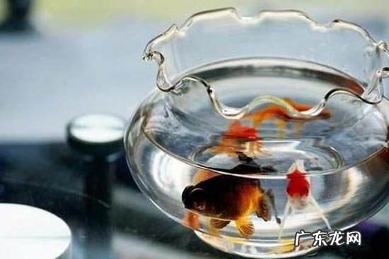 元宝的风水 水晶金元宝风水