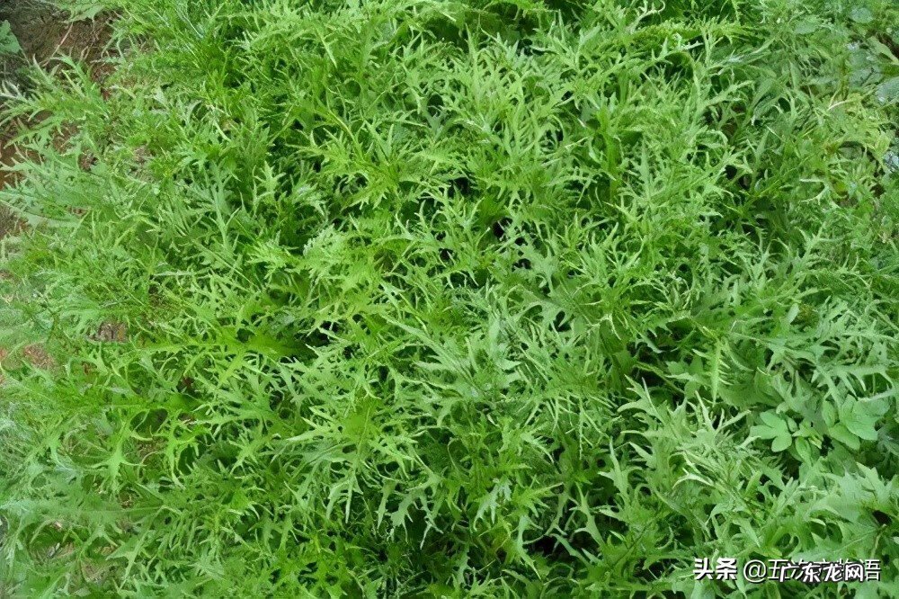 十字花科常见蔬菜 十字花科蔬菜有哪些