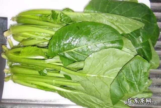 十字花科常见蔬菜 十字花科蔬菜有哪些