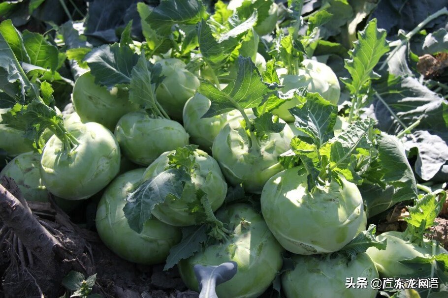 十字花科常见蔬菜 十字花科蔬菜有哪些