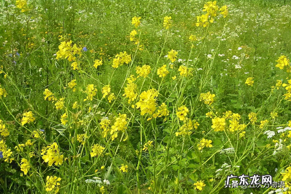 十字花科常见蔬菜 十字花科蔬菜有哪些