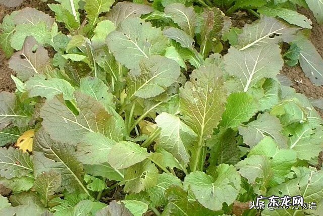 十字花科常见蔬菜 十字花科蔬菜有哪些