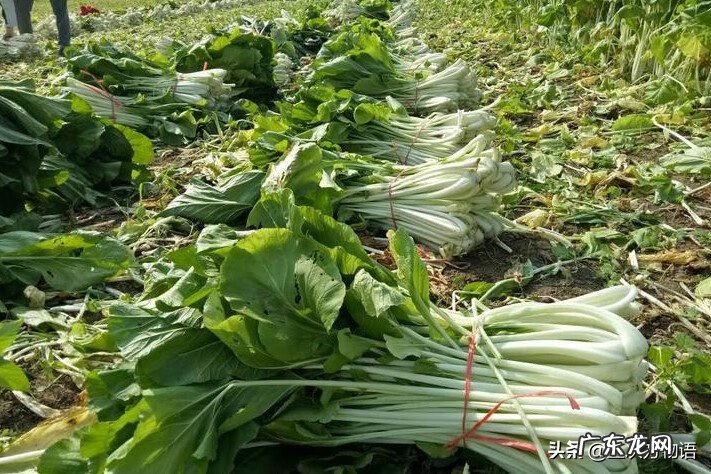 十字花科常见蔬菜 十字花科蔬菜有哪些