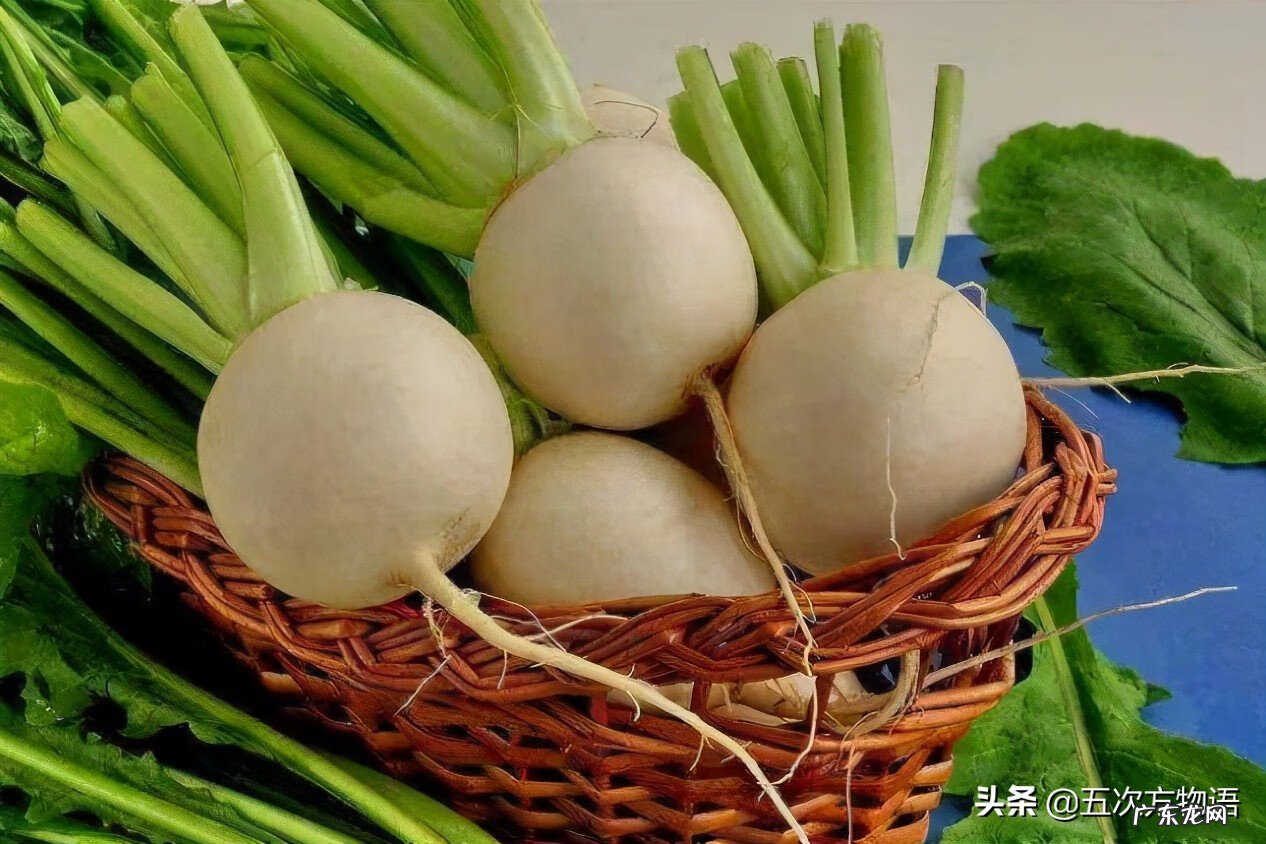 十字花科常见蔬菜 十字花科蔬菜有哪些