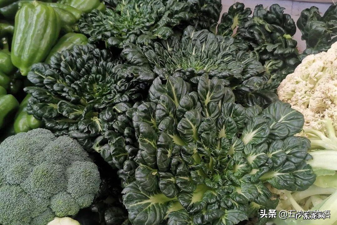 十字花科常见蔬菜 十字花科蔬菜有哪些