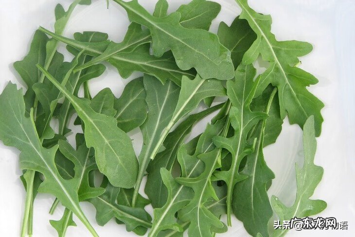 十字花科常见蔬菜 十字花科蔬菜有哪些