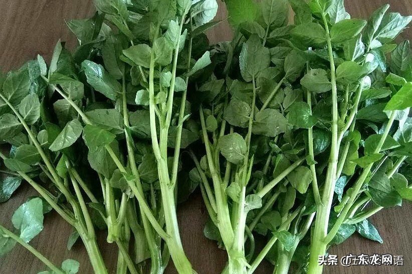 十字花科常见蔬菜 十字花科蔬菜有哪些