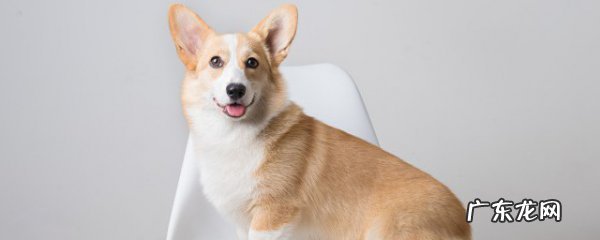 如何养狗需要注意什么事项,养狗需要注意啥