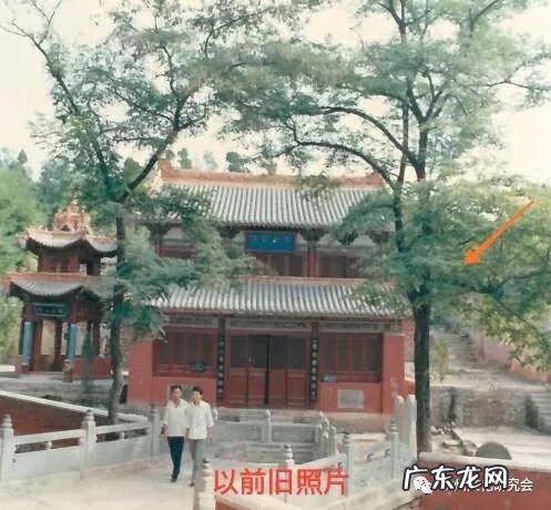 一棵千年古树 千年古树的风水