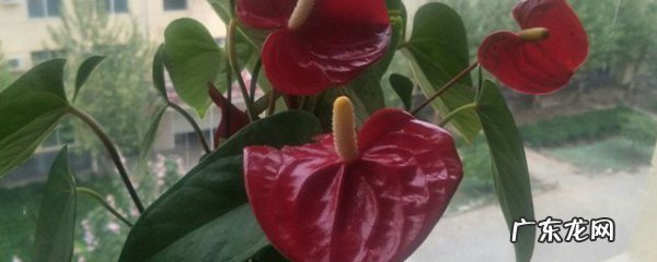 红掌怎样养,红掌花怎么养殖的