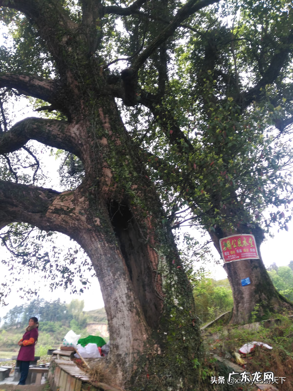 三僚村出名的风水师 三寮村的风水术主要在