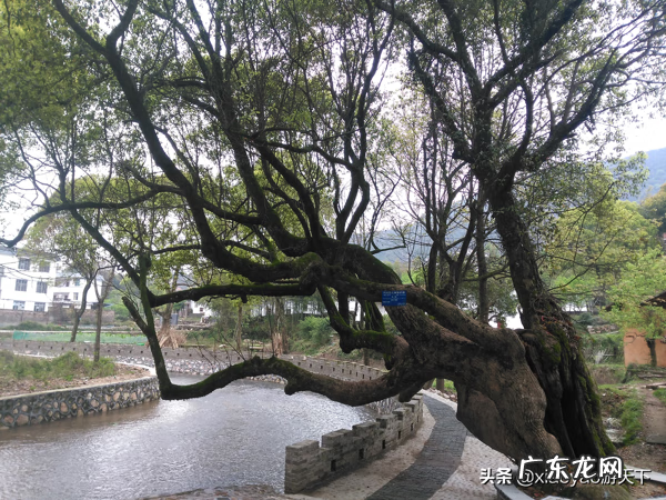 三僚村出名的风水师 三寮村的风水术主要在