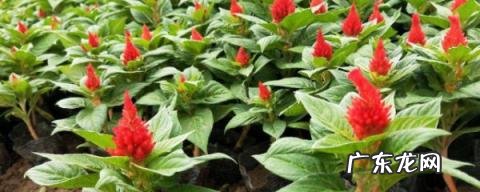 鸡冠花怎么吃有什么功效,鸡冠花鸡冠花的功效与作用