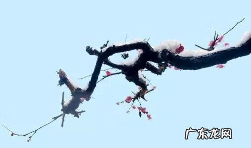 中华旗袍 宣花袍