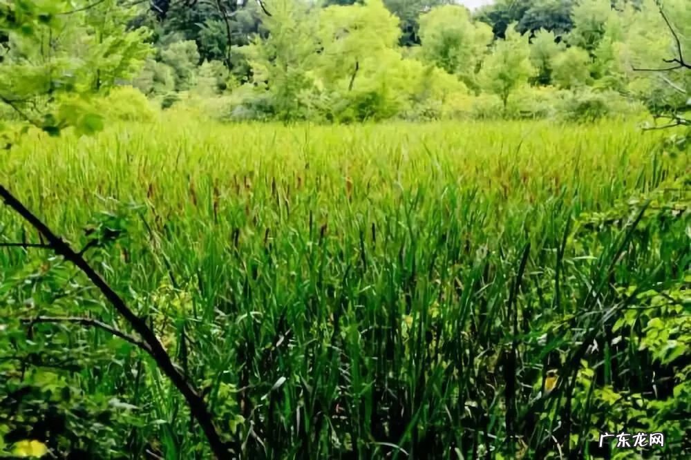 中华旗袍 宣花袍