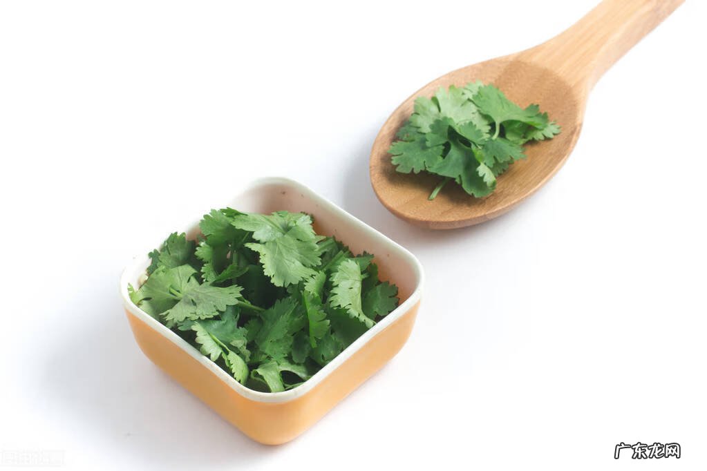 香菜有什么作用和功效 香菜的功效与作用