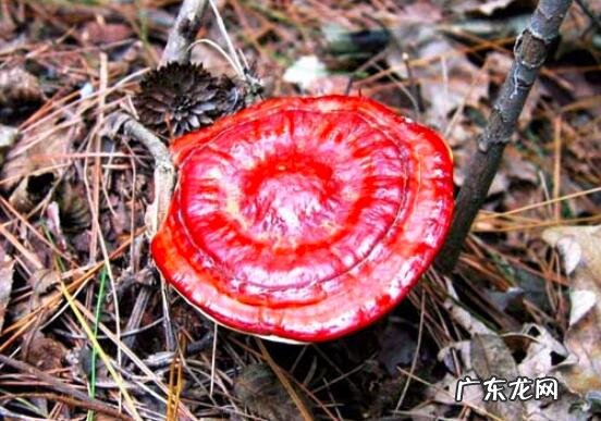 灵芝菌棒 菌灵芝图片