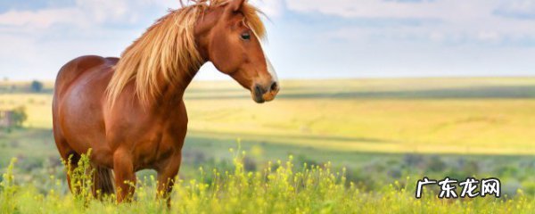 最大的马是什么马种，最大的马有多重