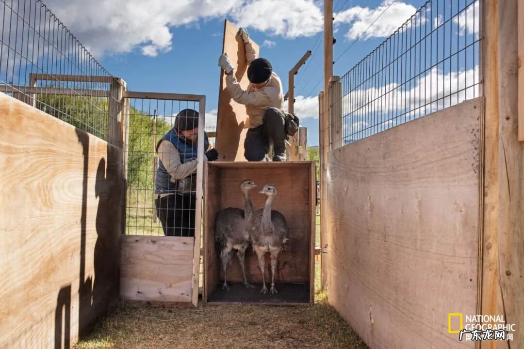 草原西猯 领西猯在哪