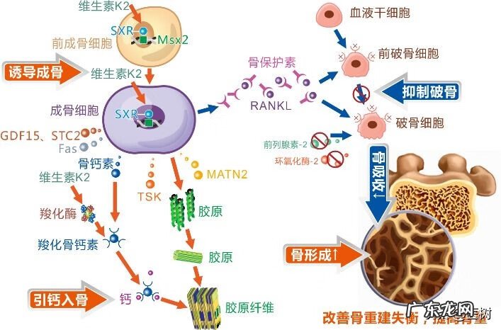 维生素D对人体起什么作用 维生素d的作用及功能的作用和功效