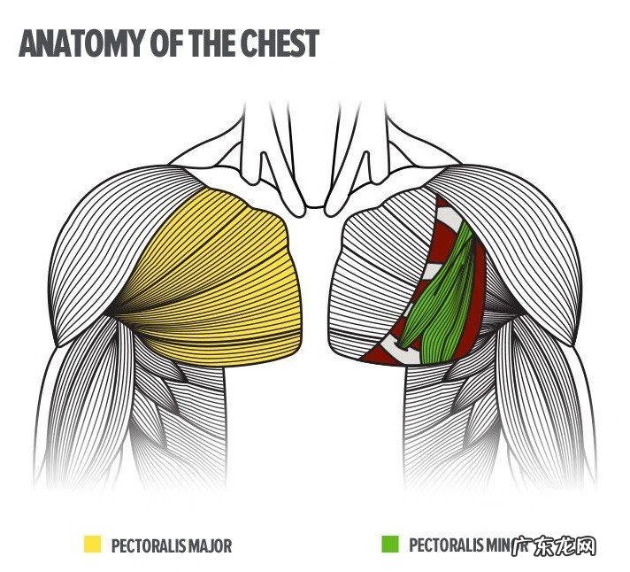 怎样能把胸变大 胸部怎样变大?