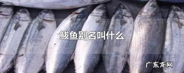 大鲅鱼一般多少钱一斤价格 鲅鱼别名叫什么,鲅鱼南方叫什么