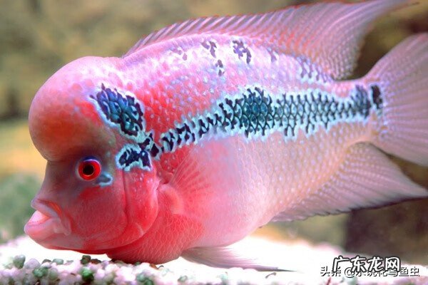 风水中罗汉鱼一般养几条为好 罗汉鱼风水作用大吗