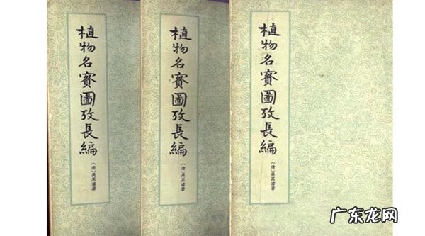 野三七图片大全 野三七