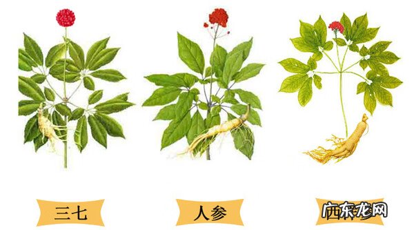 野三七图片大全 野三七