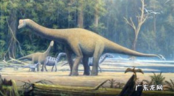 野三七图片大全 野三七