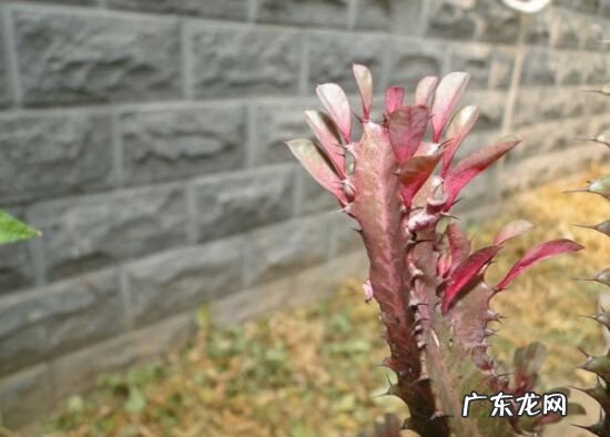 风水二十四山详解 三棱箭风水