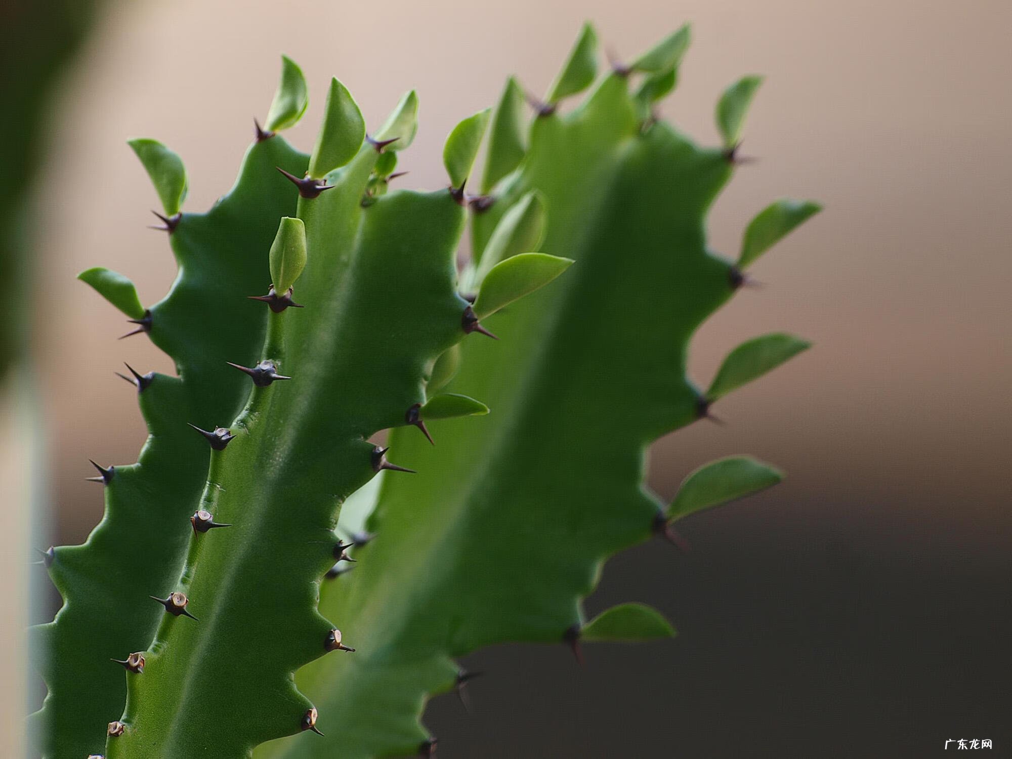 风水二十四山详解 三棱箭风水