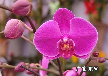 黑蝴蝶风水代表什么作用 黑蝴蝶 风水