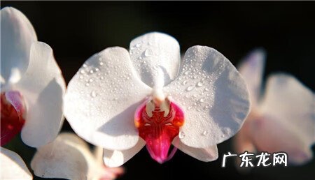 黑蝴蝶风水代表什么作用 黑蝴蝶 风水