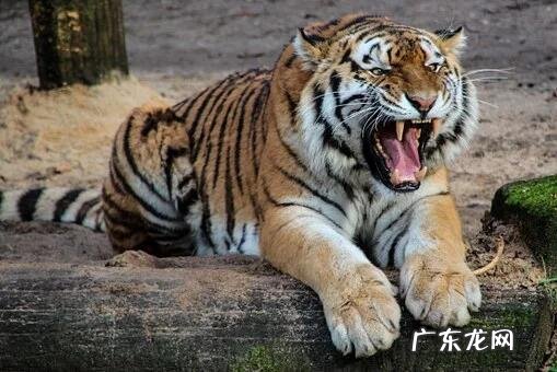 老虎鞭多少一条 风水宝地老虎鞭