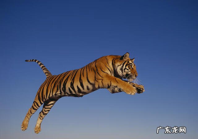 老虎鞭多少一条 风水宝地老虎鞭