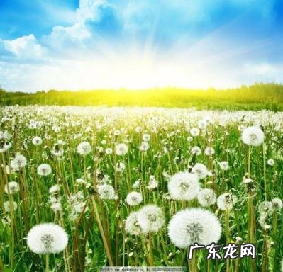 蒲公英图片大全大图 叶子 蒲公英的图片高清大图