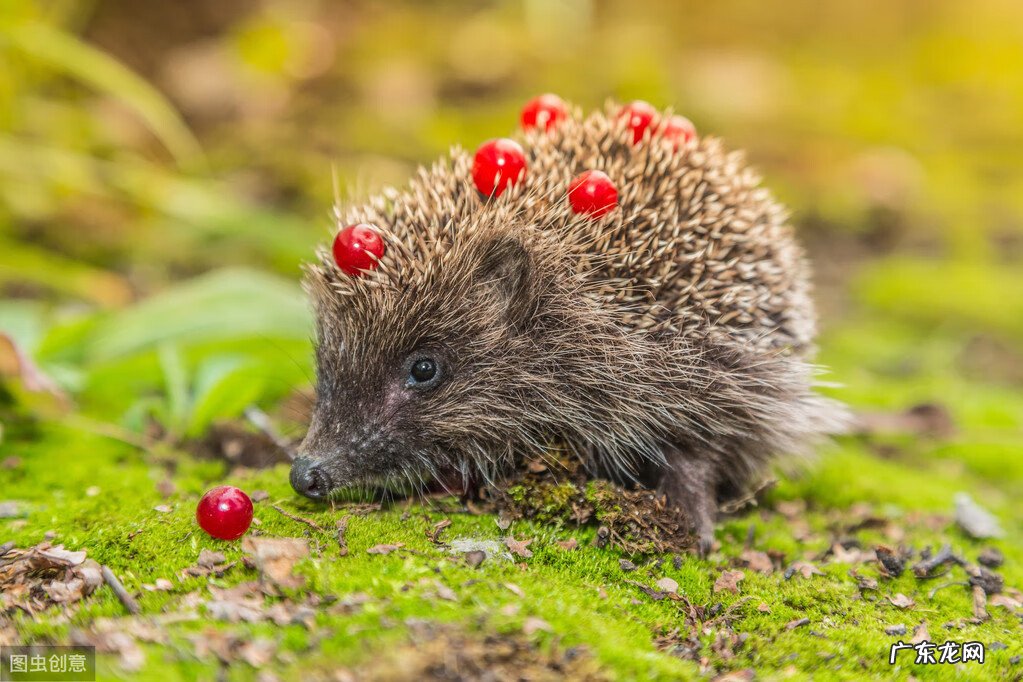如何招桃花风水 招财的昆虫