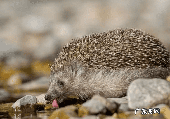 如何招桃花风水 招财的昆虫