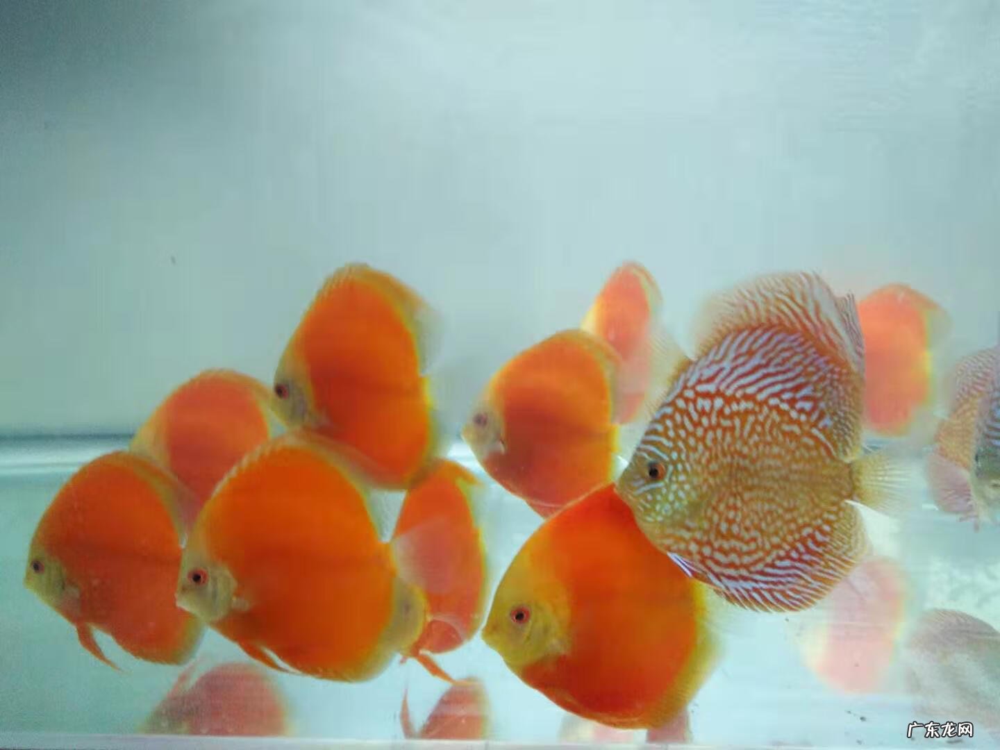 家里养鱼清道夫算数吗 风水鱼缸清道夫算数吗