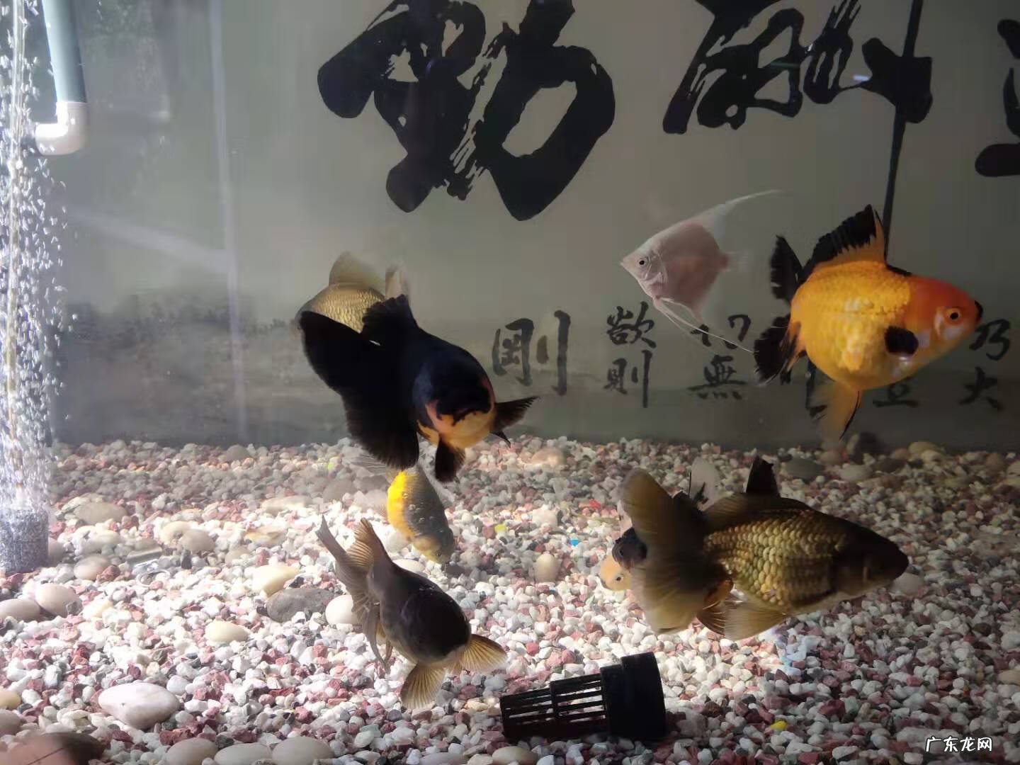 家里养鱼清道夫算数吗 风水鱼缸清道夫算数吗