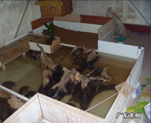 顶楼建龟池好不好 风水池可以养龟吗