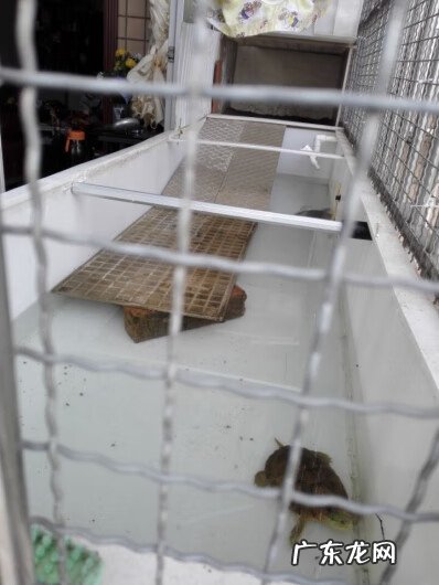 顶楼建龟池好不好 风水池可以养龟吗