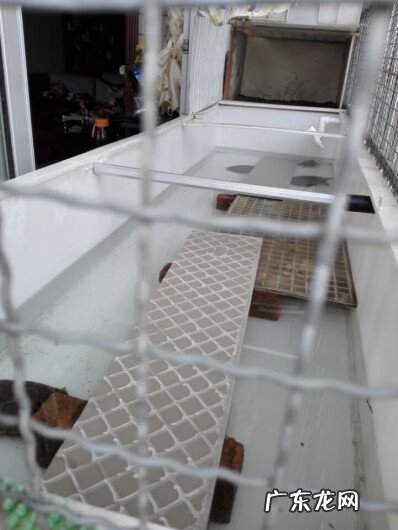 顶楼建龟池好不好 风水池可以养龟吗