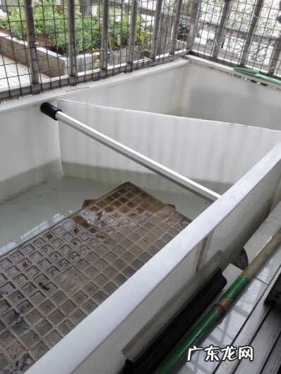 顶楼建龟池好不好 风水池可以养龟吗