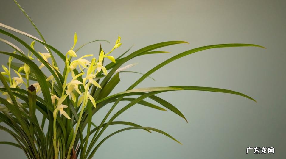 赞美兰花古诗50首 最出名的兰花古诗词有哪些