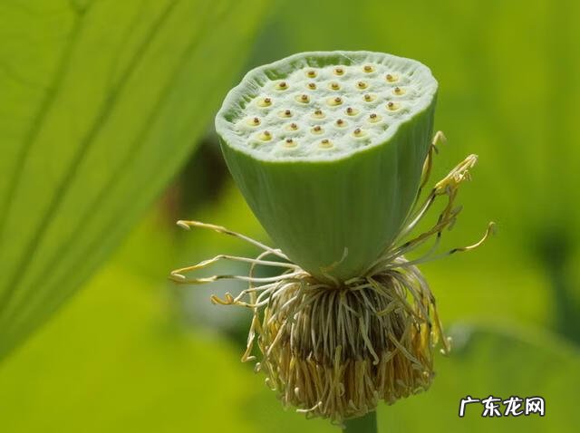 风水吉祥物图片 中国风水吉祥物