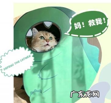 小猫不用猫抓板 猫抓板小猫会用吗