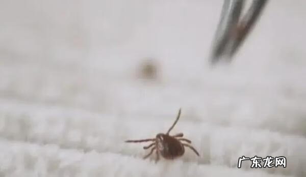 被蚊虫叮咬后红肿严重 脖子被蚊虫叮咬红肿怎么办